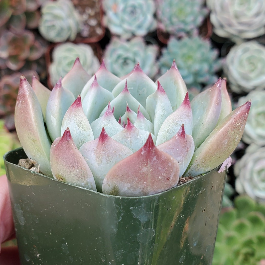 Echeveria chihuahuaensis