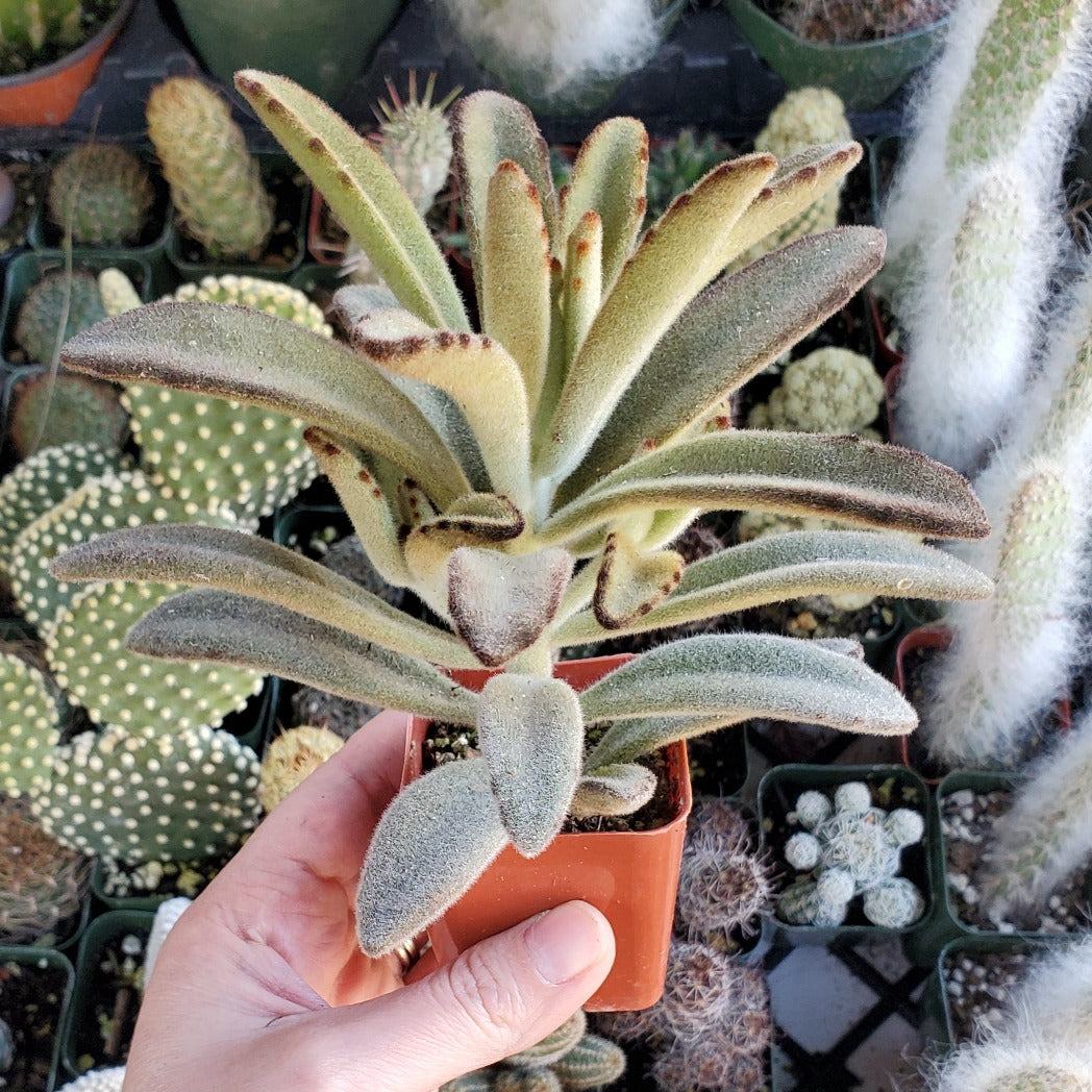 Kalanchoe tomentosa 'Chocolate Soldier'