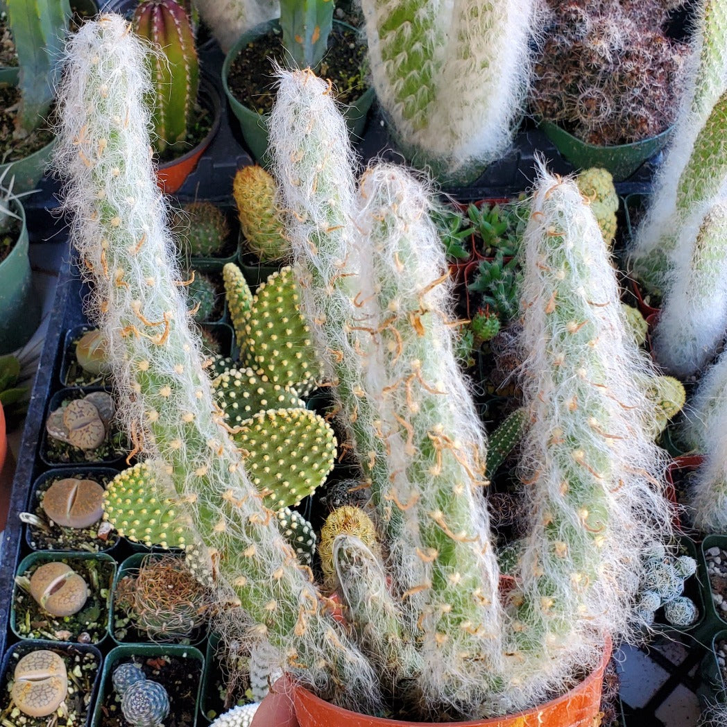 old man prickly pear cactus Austrocylindropuntia vestita 'Old Man Opuntia'