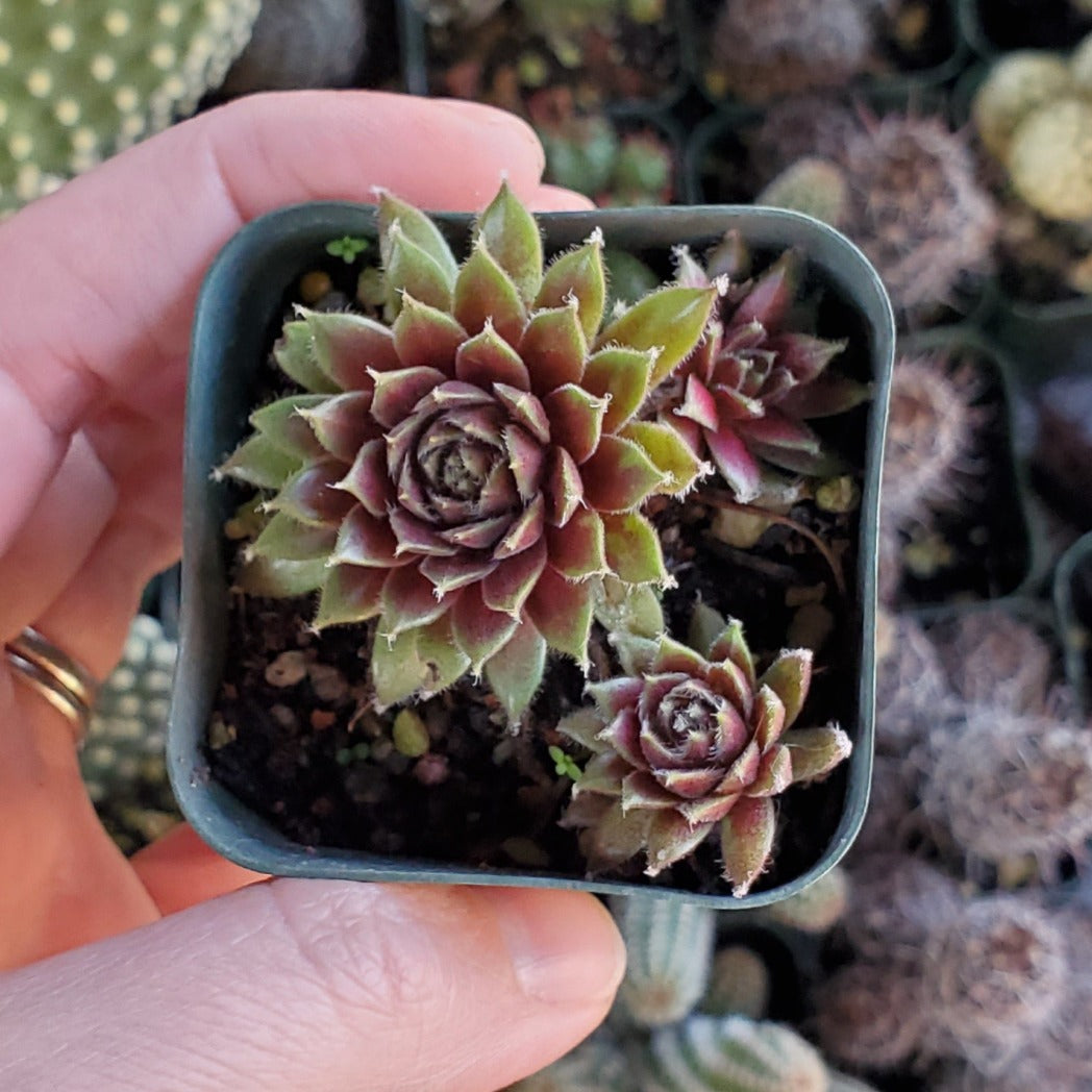 Sempervivum arachnoideum 'Abby'
