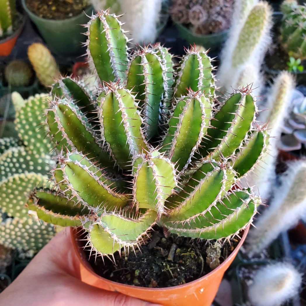 Euphorbia graniticola