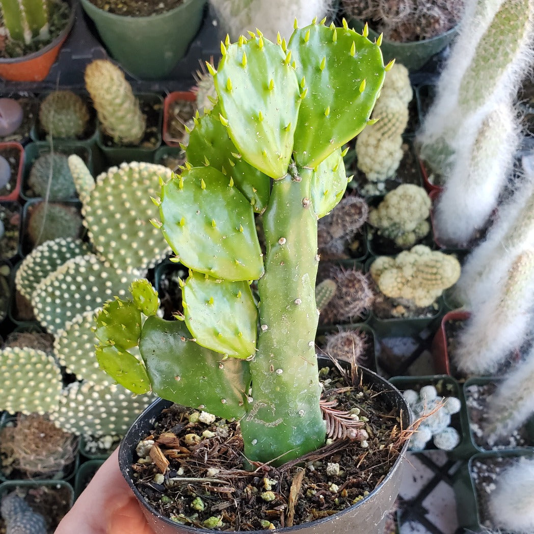 brazilian succulents Brasiliopuntia brasiliensis 'Brazilian Prickly Pear'