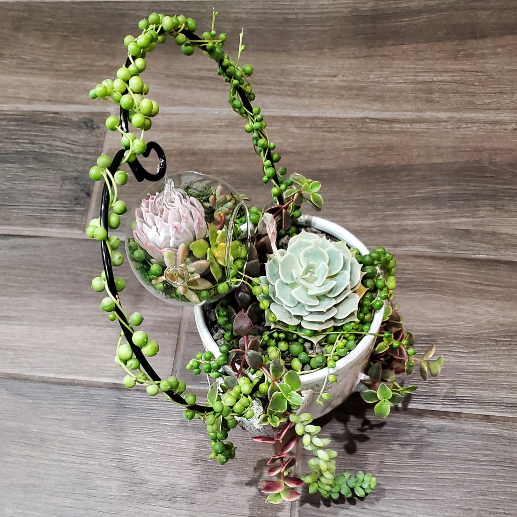 Hanging Terrarium Heart Trellis Arrangement Kit
