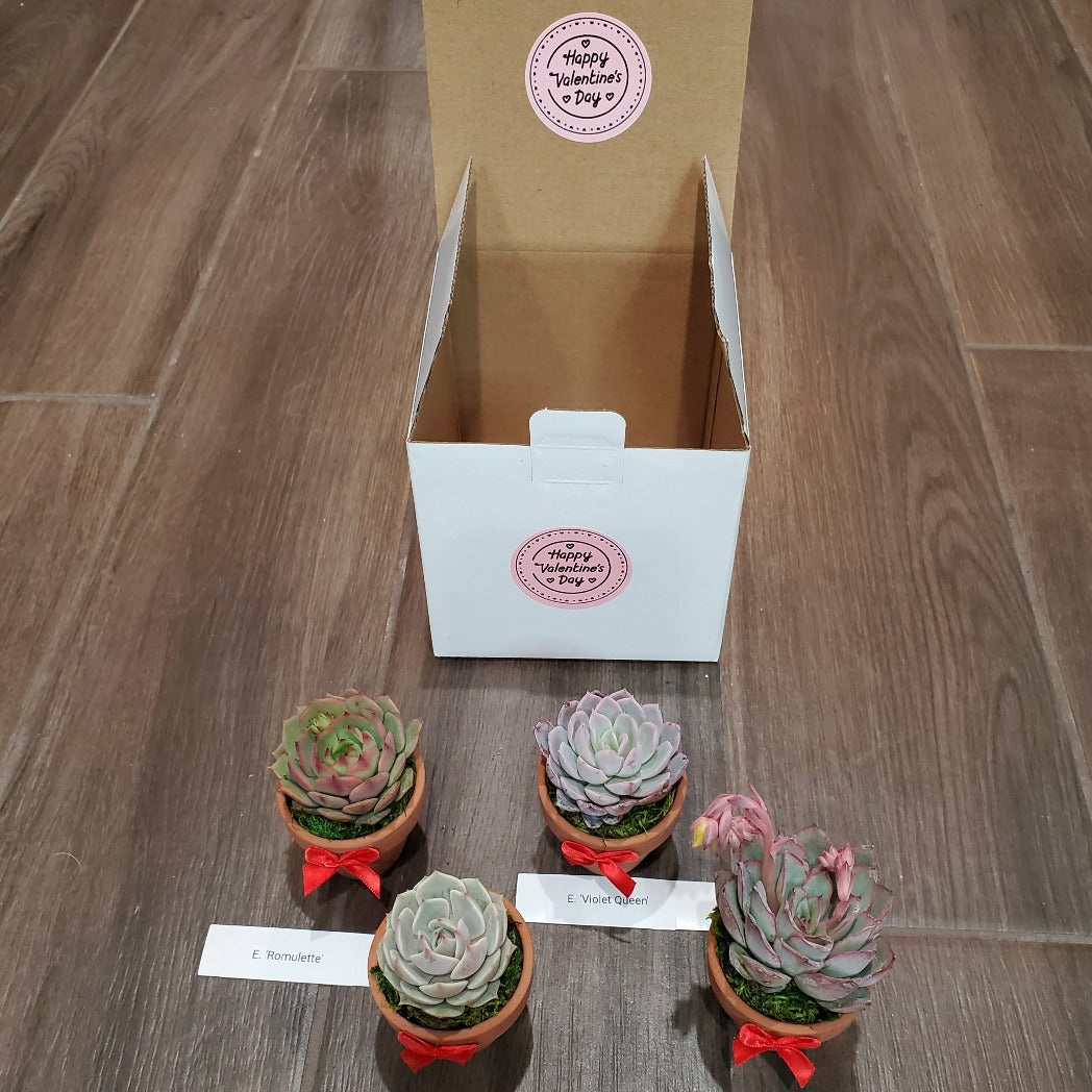 Valentine's Day Succulent Gift Box