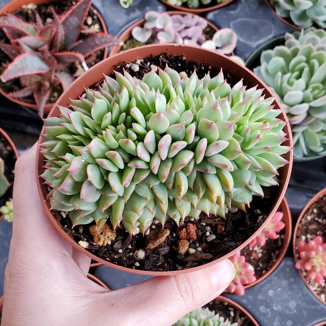 crested nevada succulent Crested Echeveria 'Ramillete'