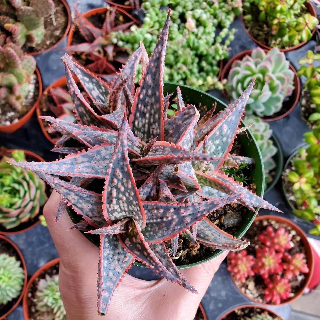 colored aloe vera plant Aloe 'Purple Haze'