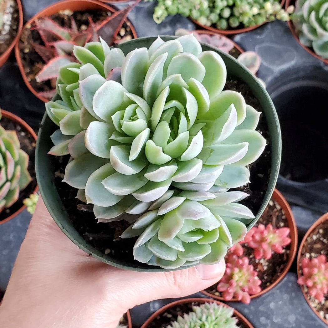 echeveria elegans succulent plants Echeveria elegans 'Mexican Snowball'