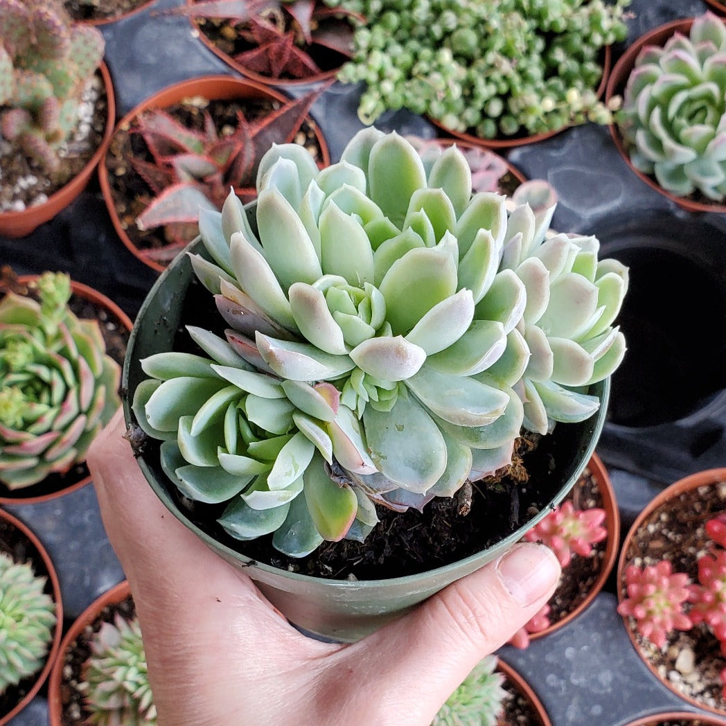 Echeveria elegans 'Mexican Snowball'