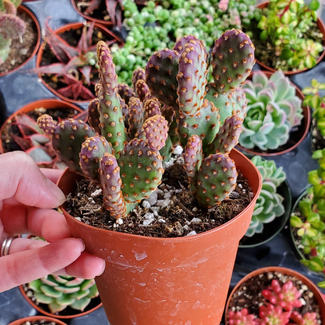 Opuntia rufida minima 'Mini Cinnamon Cactus'