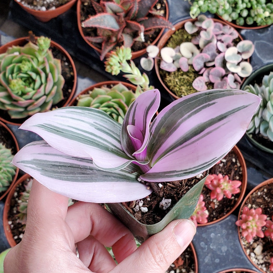 Tradescantia Nanouk