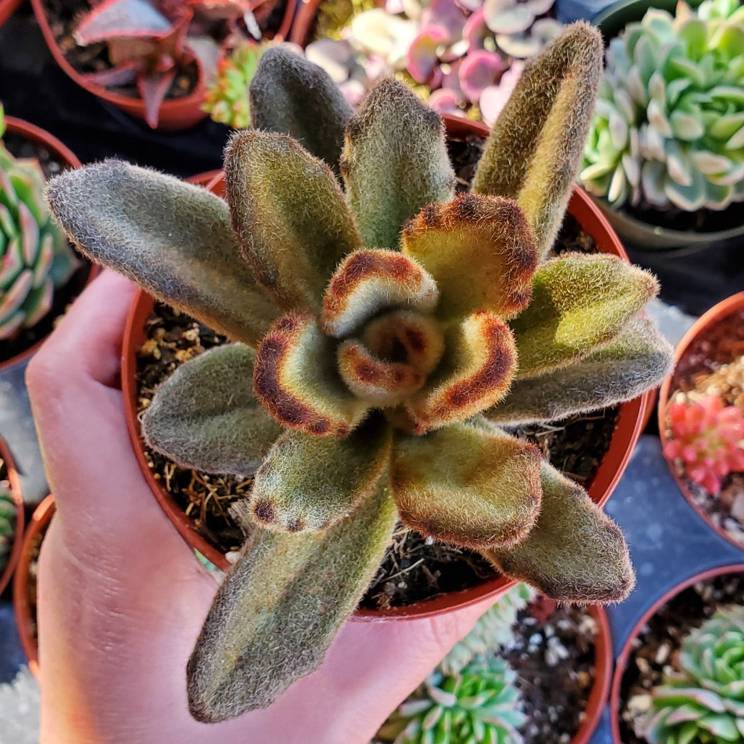 teddy bear plant succulent Kalanchoe tomentosa 'Teddy Bear'