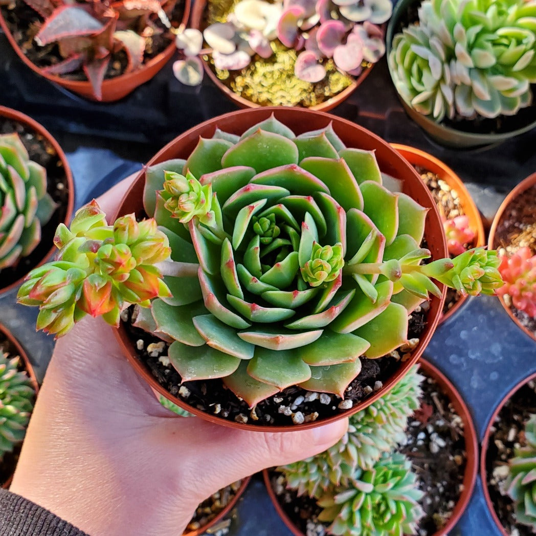 ramillette succulent Echeveria 'Ramillete'
