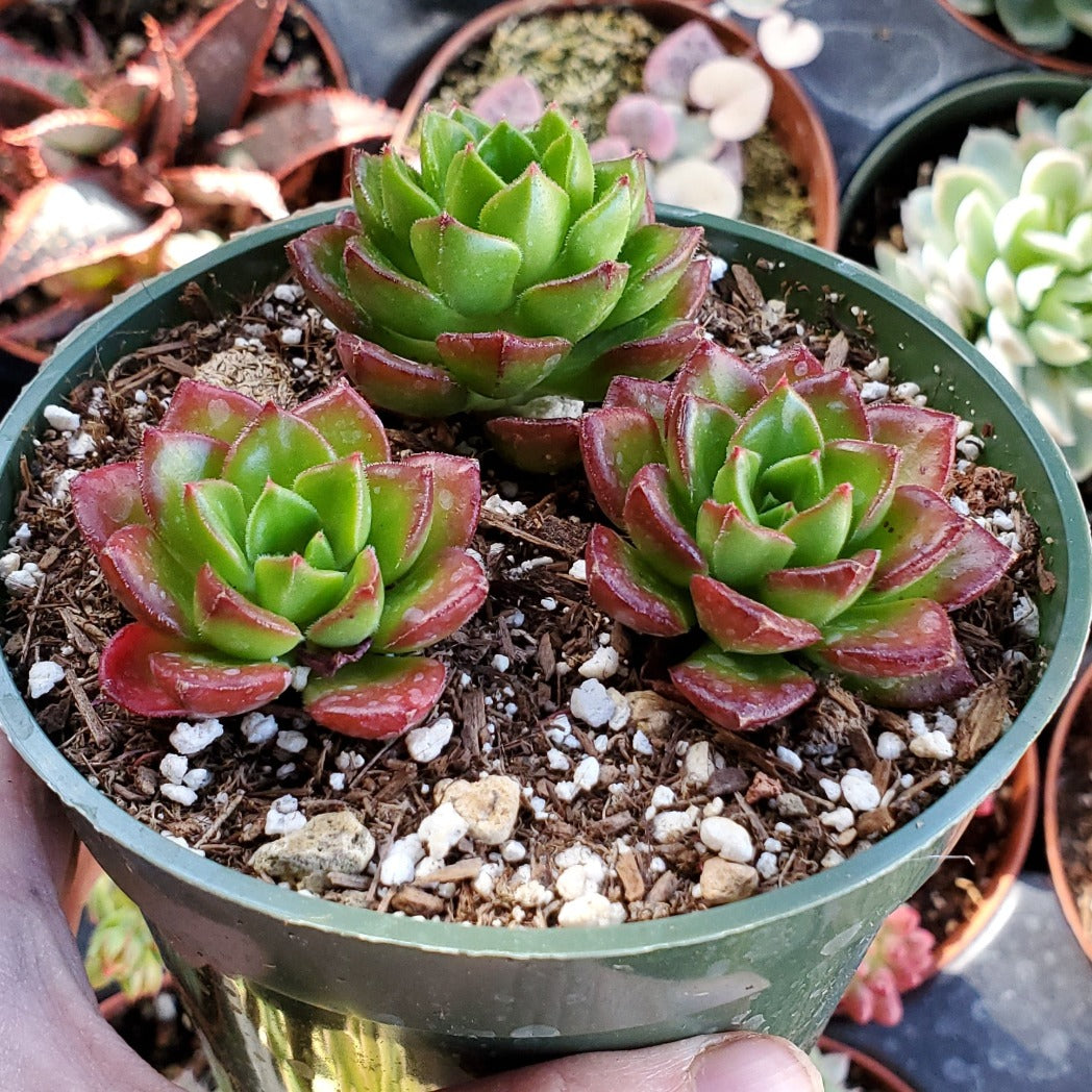 Sedeveria 'Letizia'