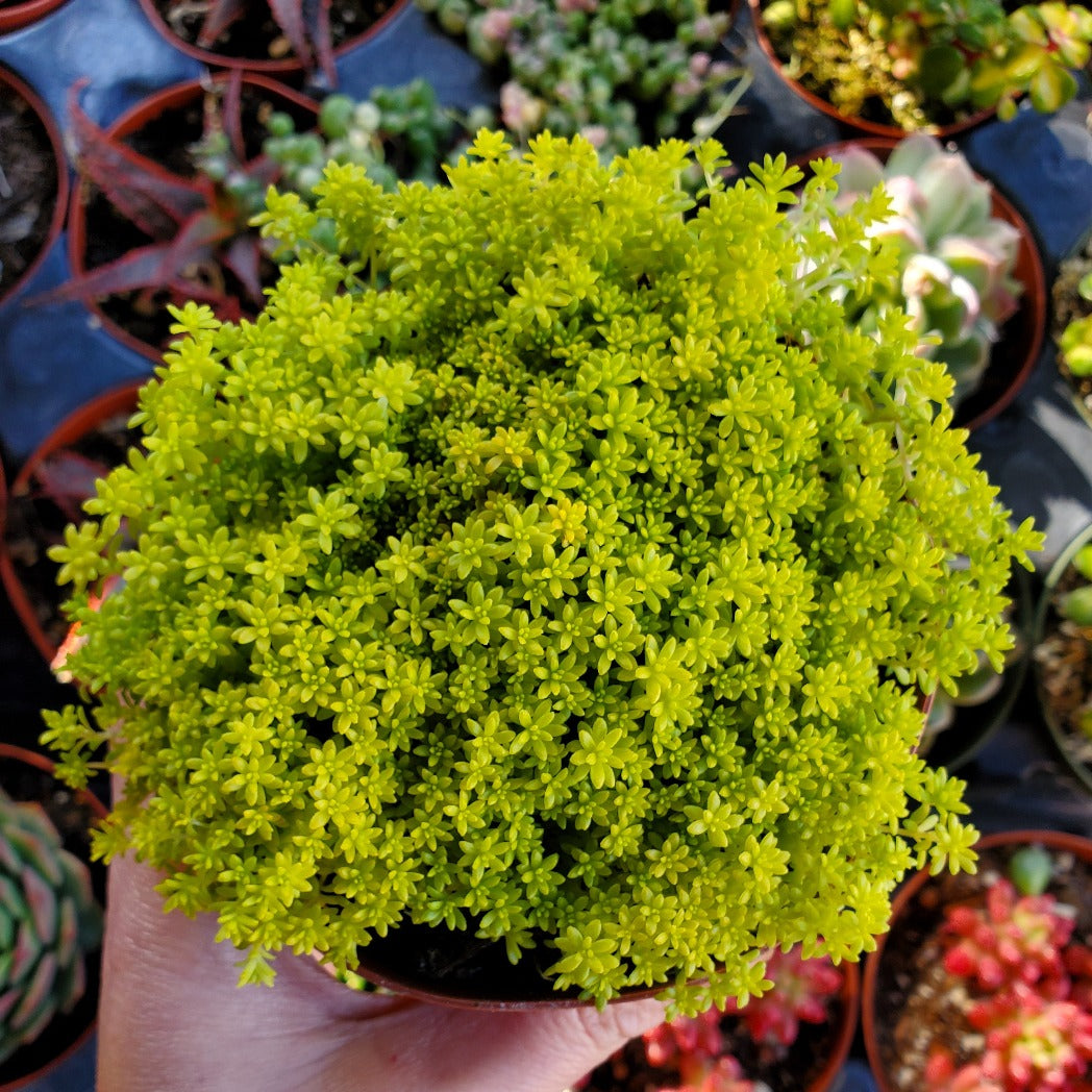 golden succulent plant Sedum japonicum 'Golden Moss' or 'Tokyo Sun'
