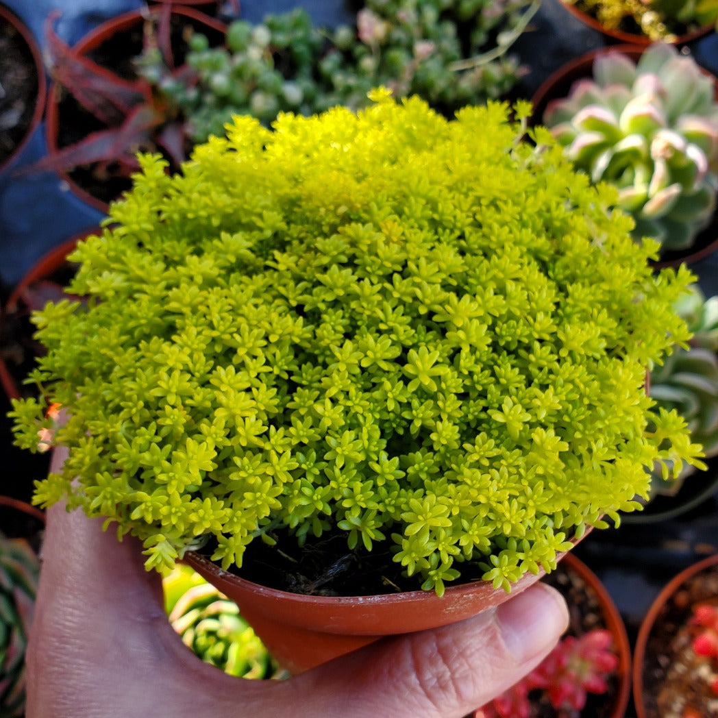 Sedum japonicum 'Golden Moss' or 'Tokyo Sun'