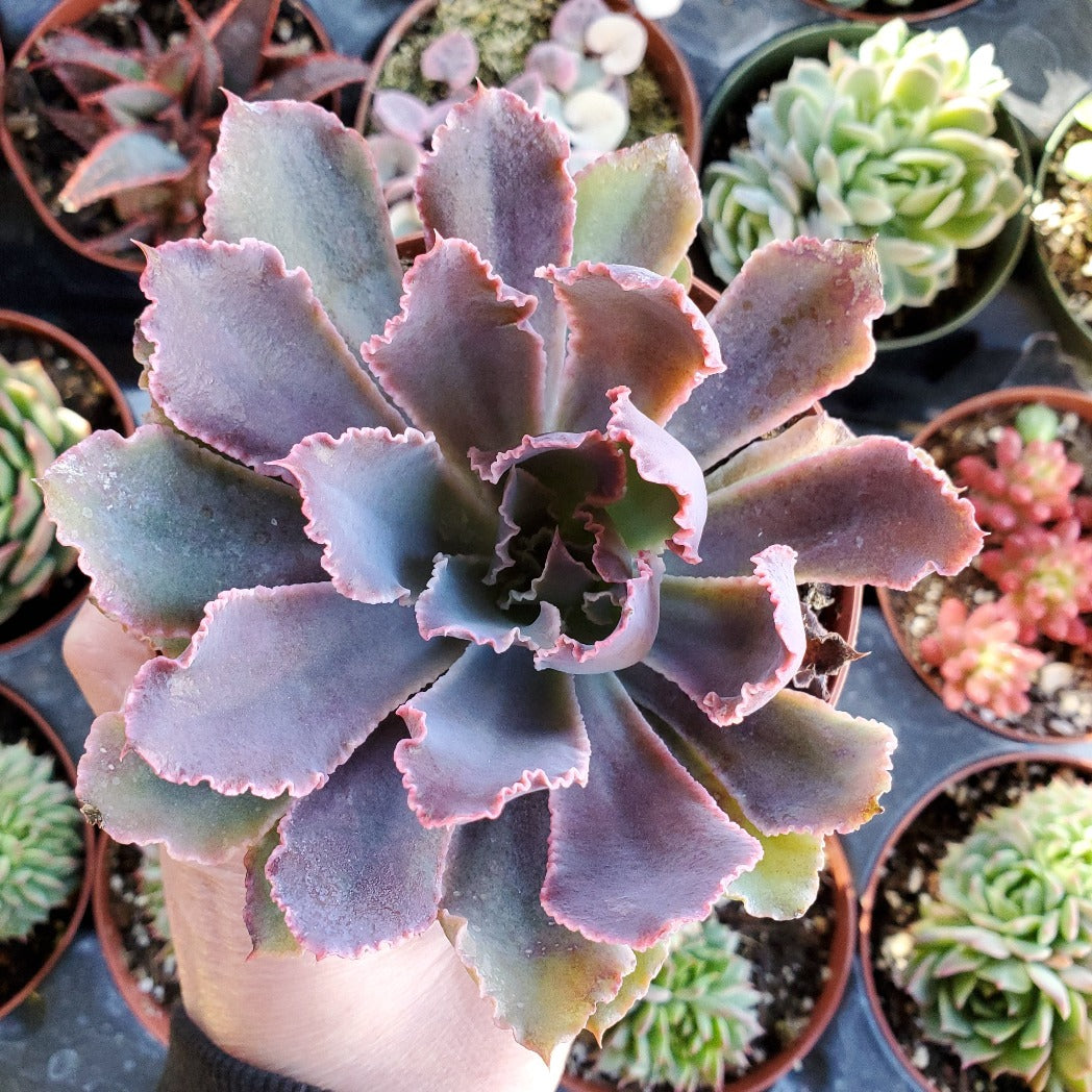 Echeveria 'Neon Breakers' PP21406