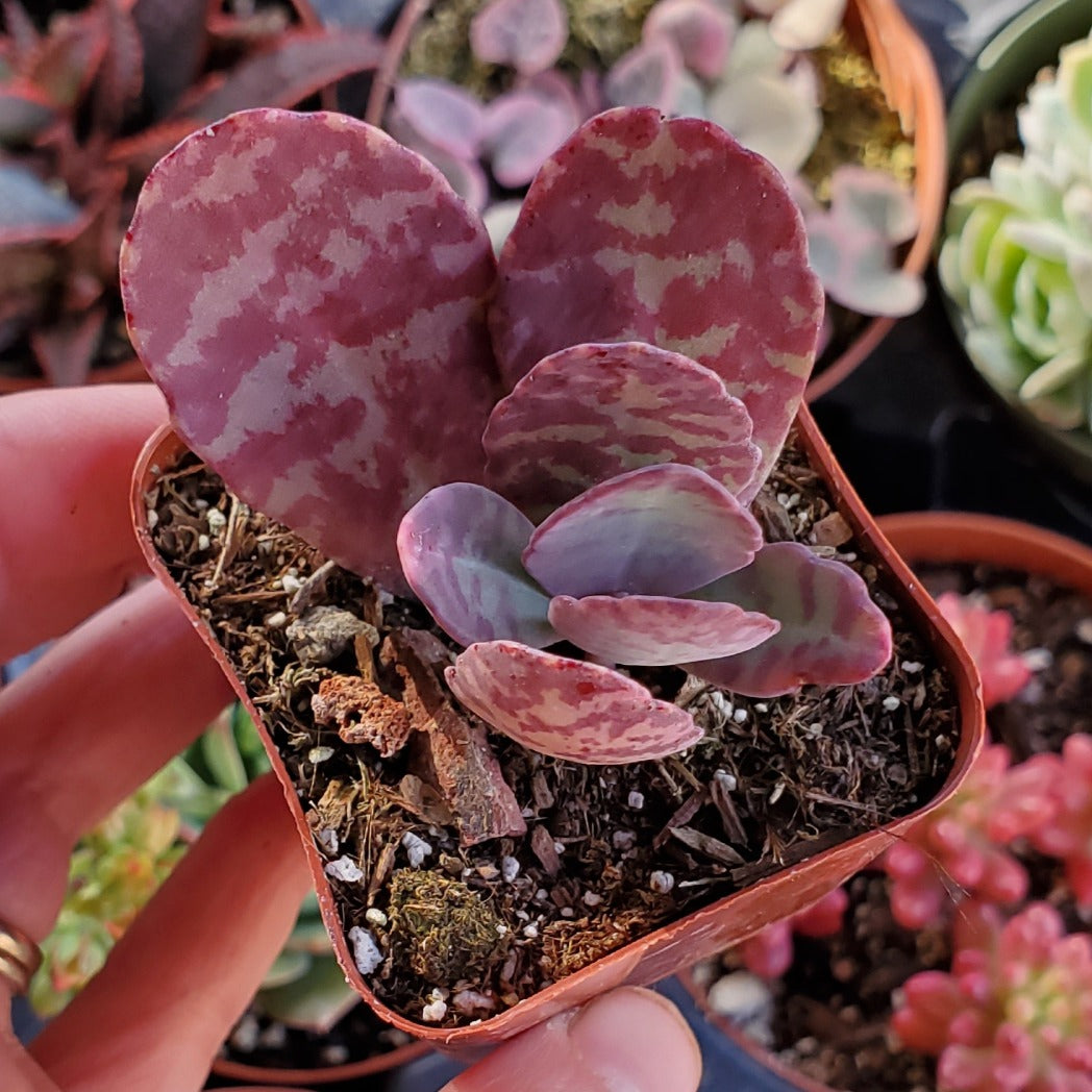 Kalanchoe humilis