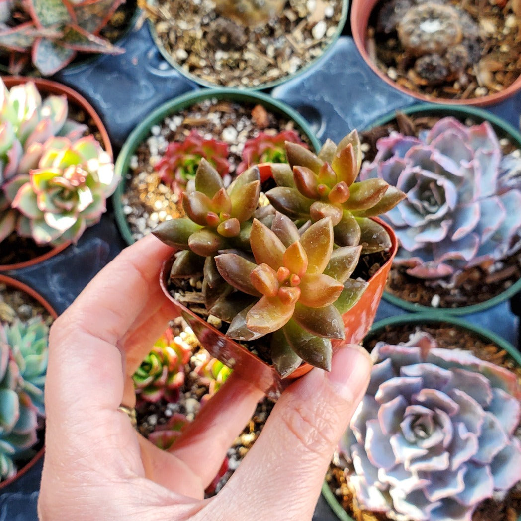 succulent with beads Sedeveria 'Jet Beads'