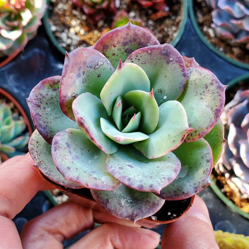 Echeveria 'Atlantis' or 'Peaches and Cream'