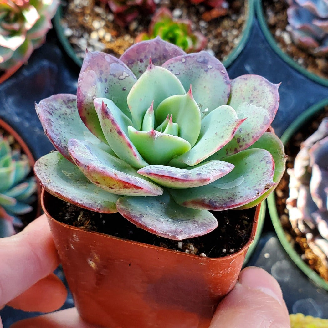 Echeveria 'Atlantis' or 'Peaches and Cream'