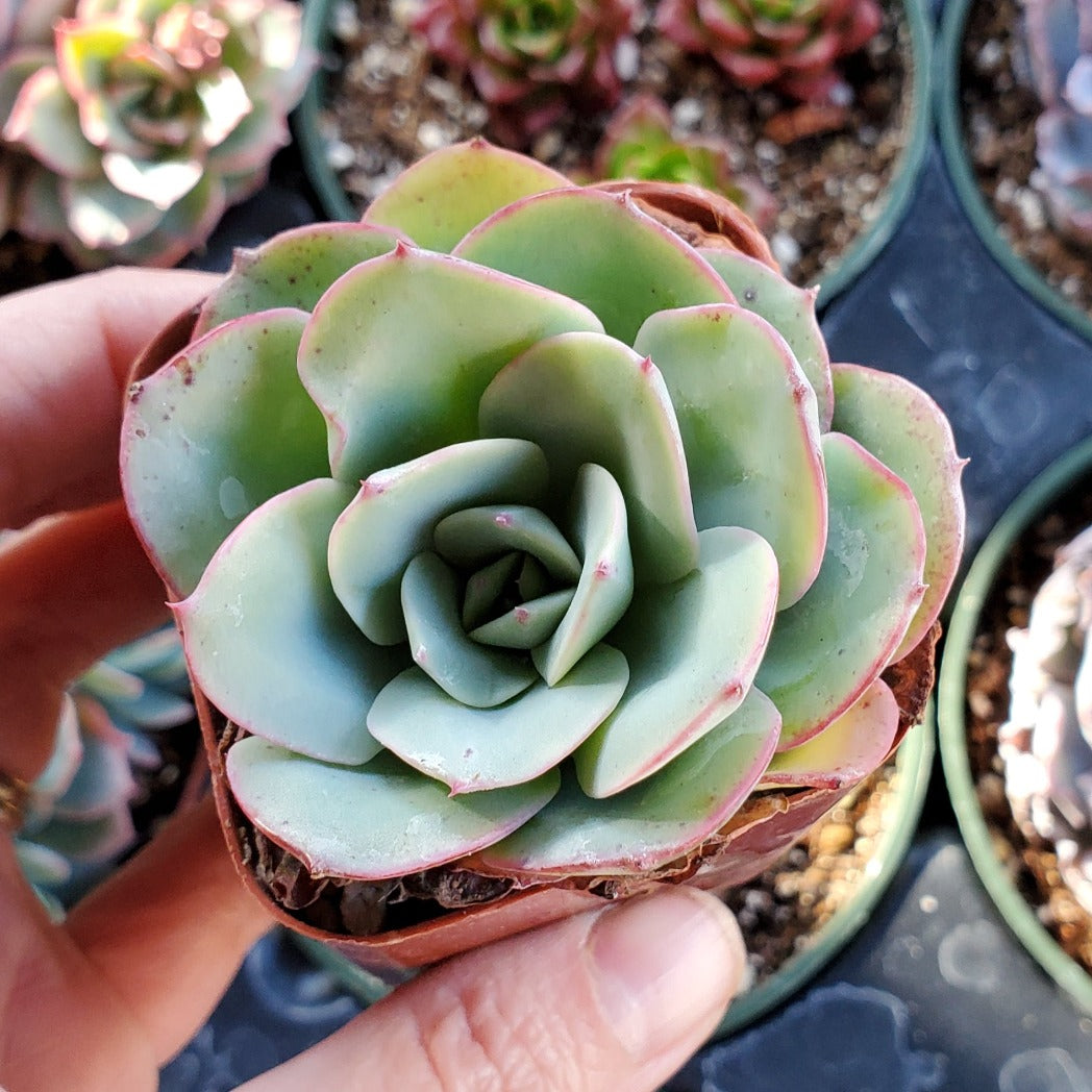 Echeveria 'Atlantis' or 'Peaches and Cream'