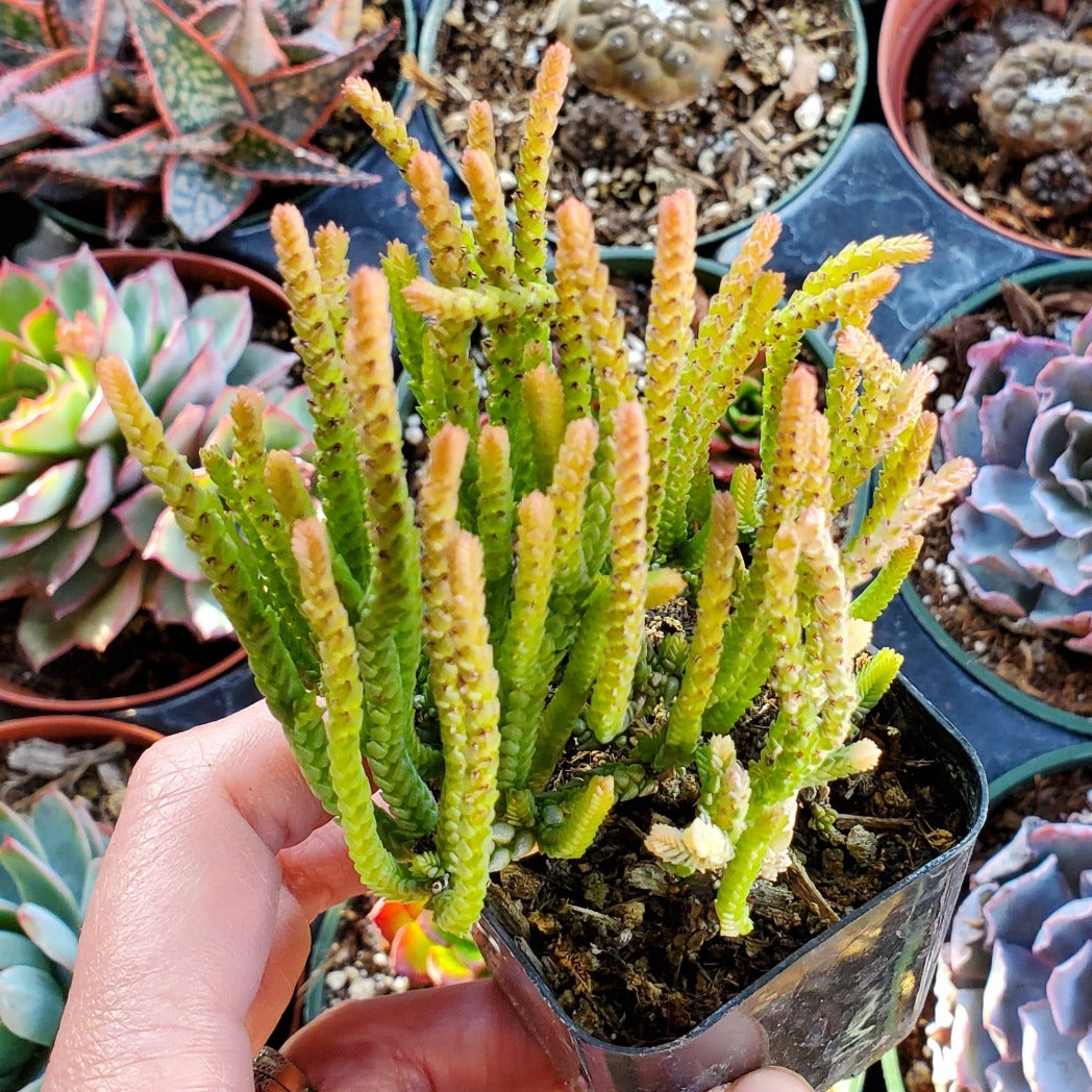 Variegated Crassula muscosa 'Variegated Watch Chain' or 'Zipper Plant'