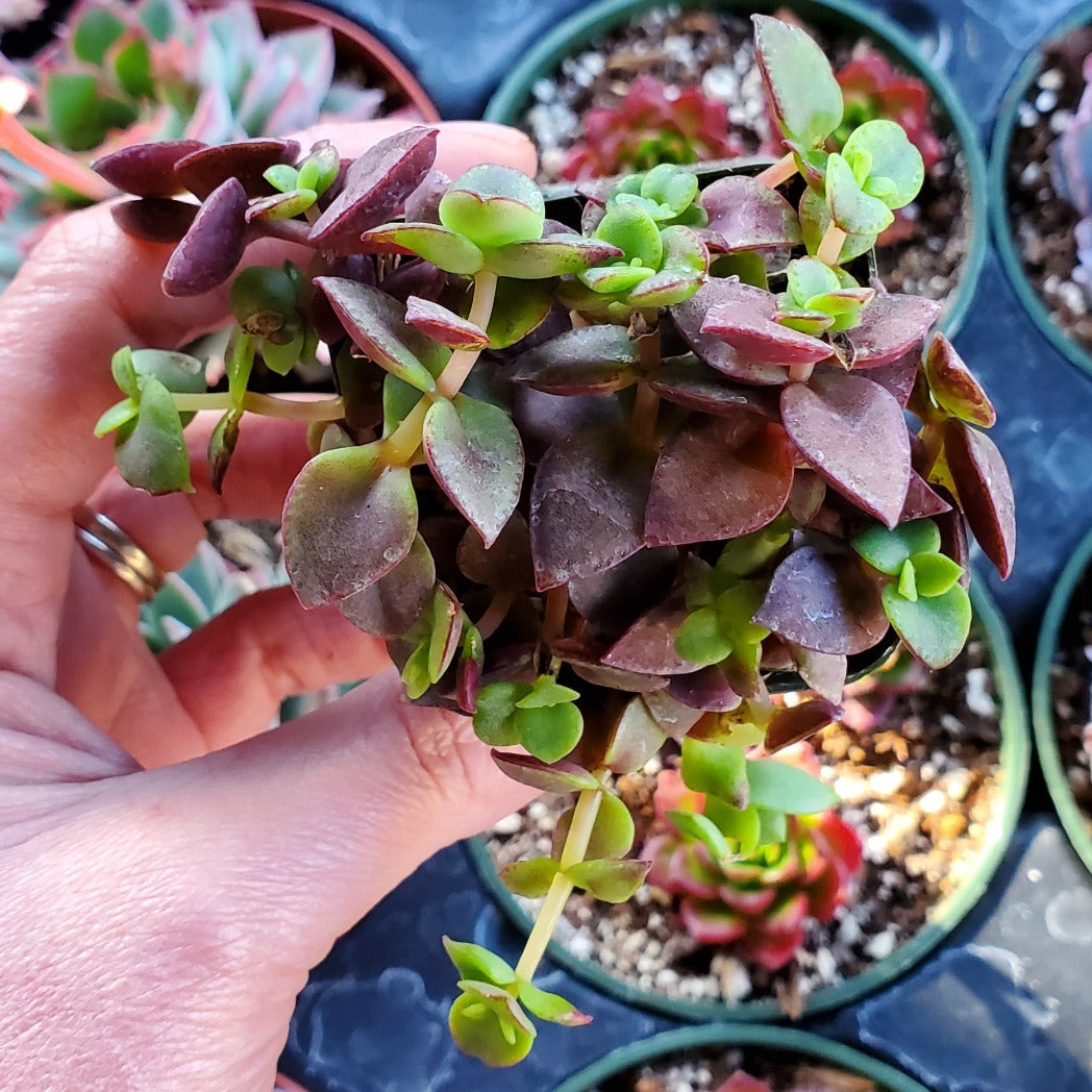 Crassula pellucida