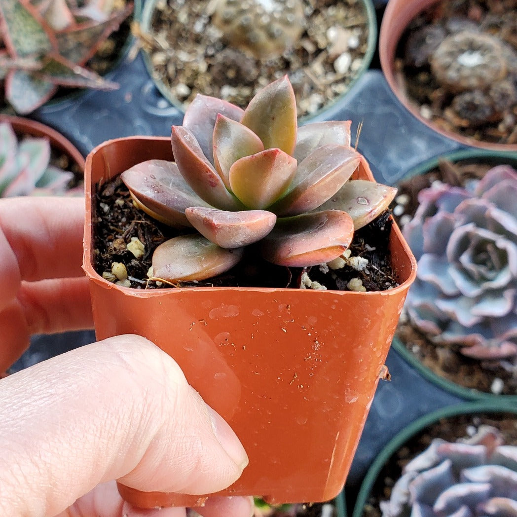 Echeveria 'Chroma'