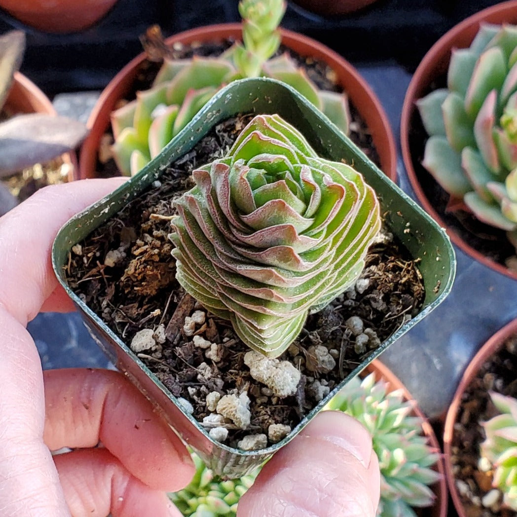 Crassula 'Buddha's Temple'