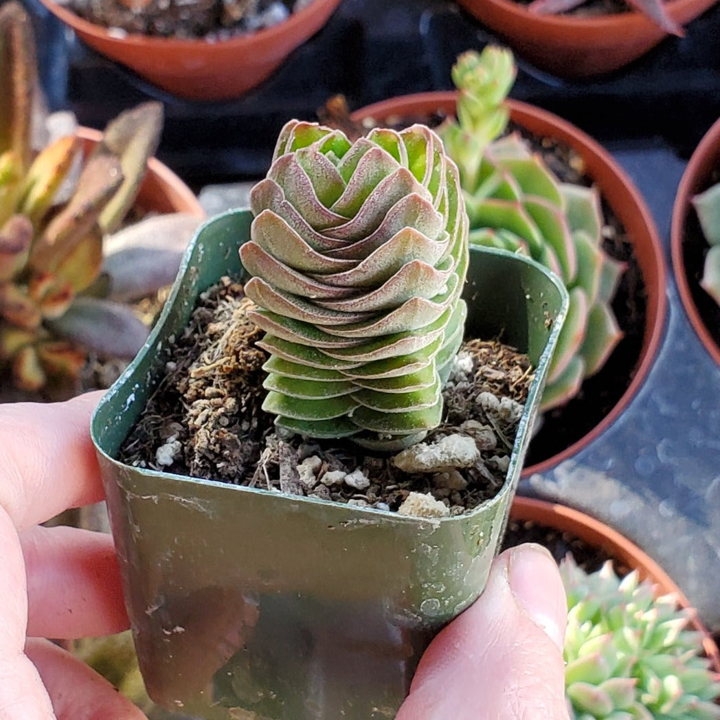 crassula buddha's temple succulent plant Crassula 'Buddha's Temple'