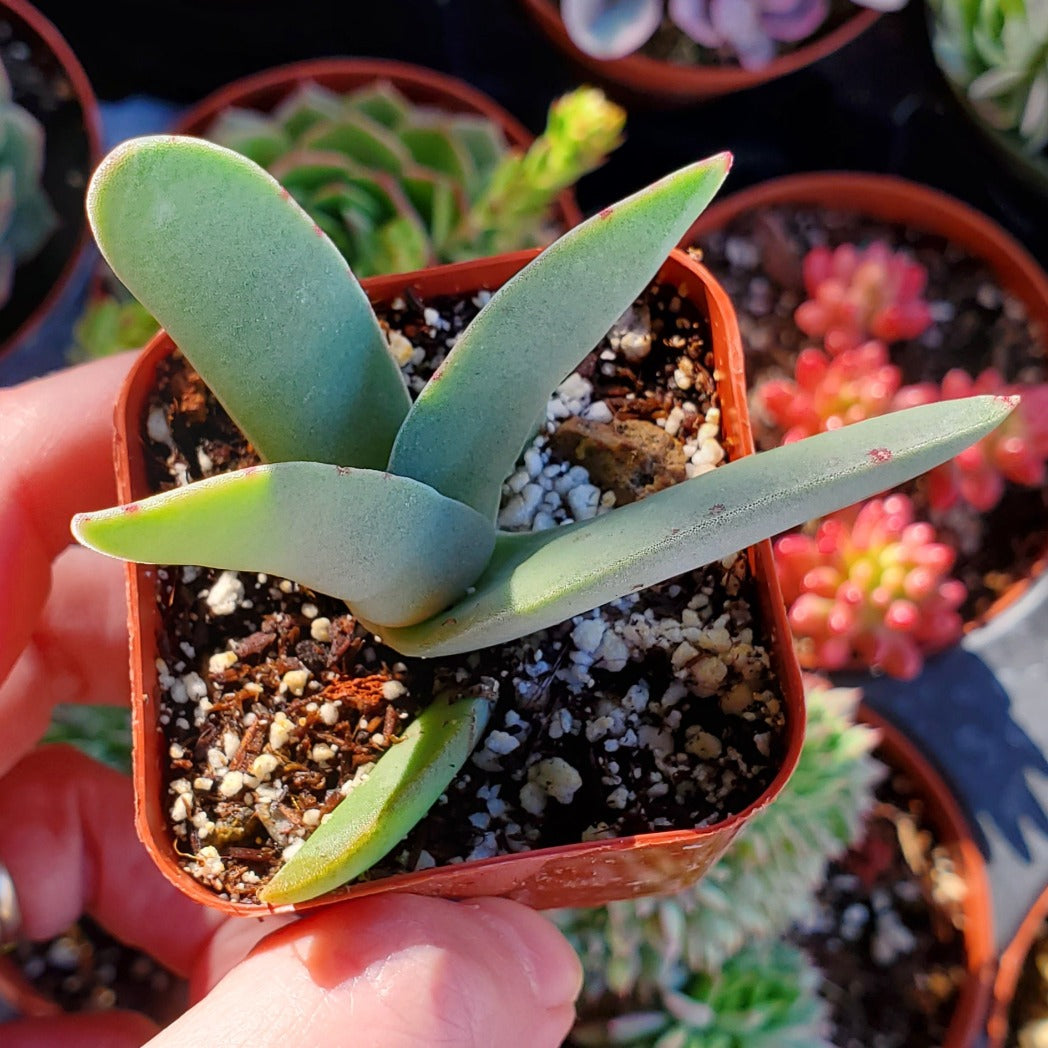 Crassula falcata 'Propeller Plant'