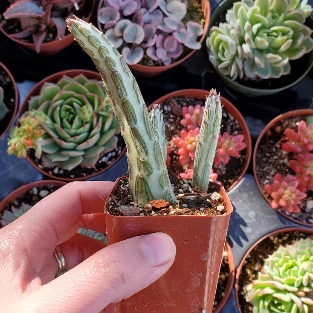 pickle succulent Succulent Senecio Stapeliiformis 'Pickle Plant' 6" Pot
