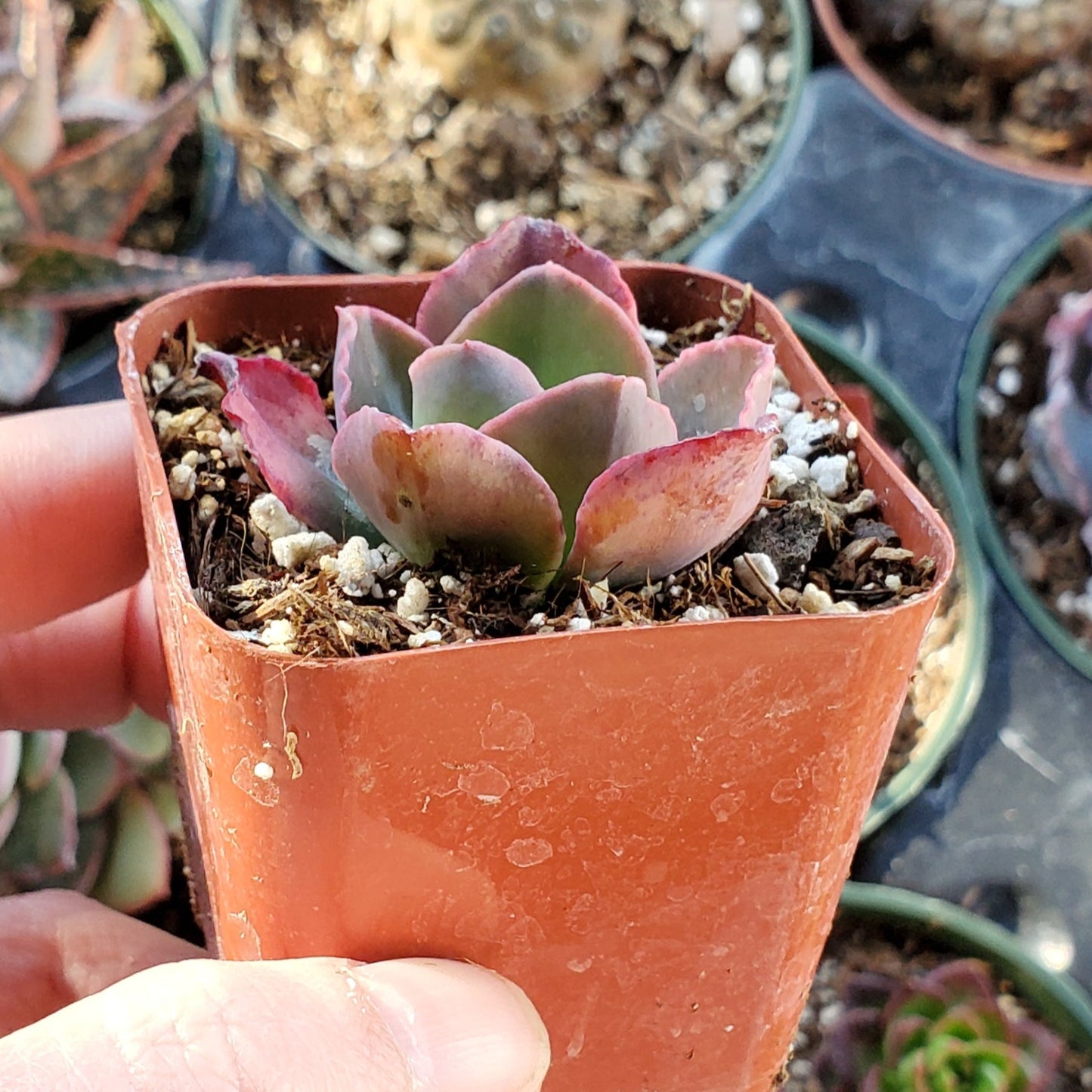 Echeveria shaviana