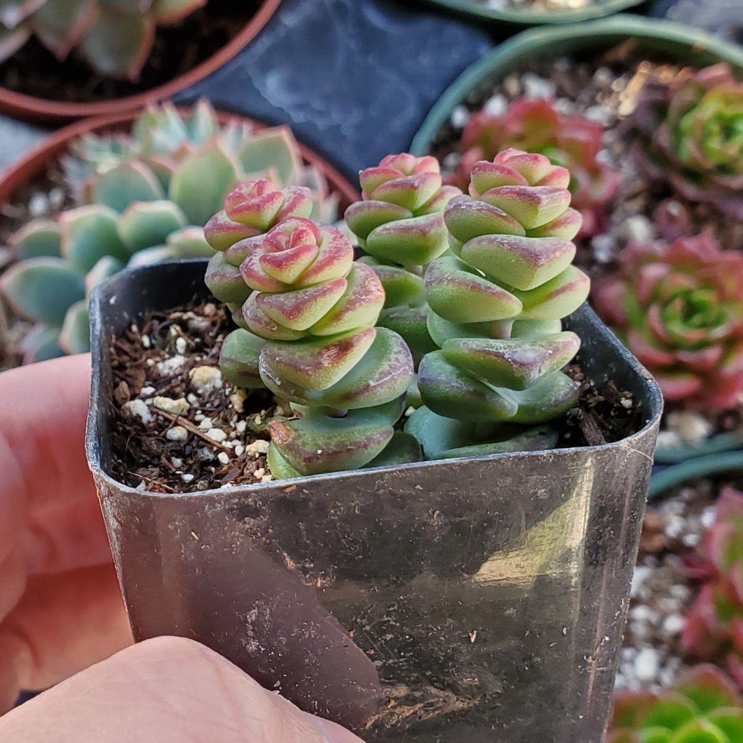 Crassula 'Baby's Necklace'