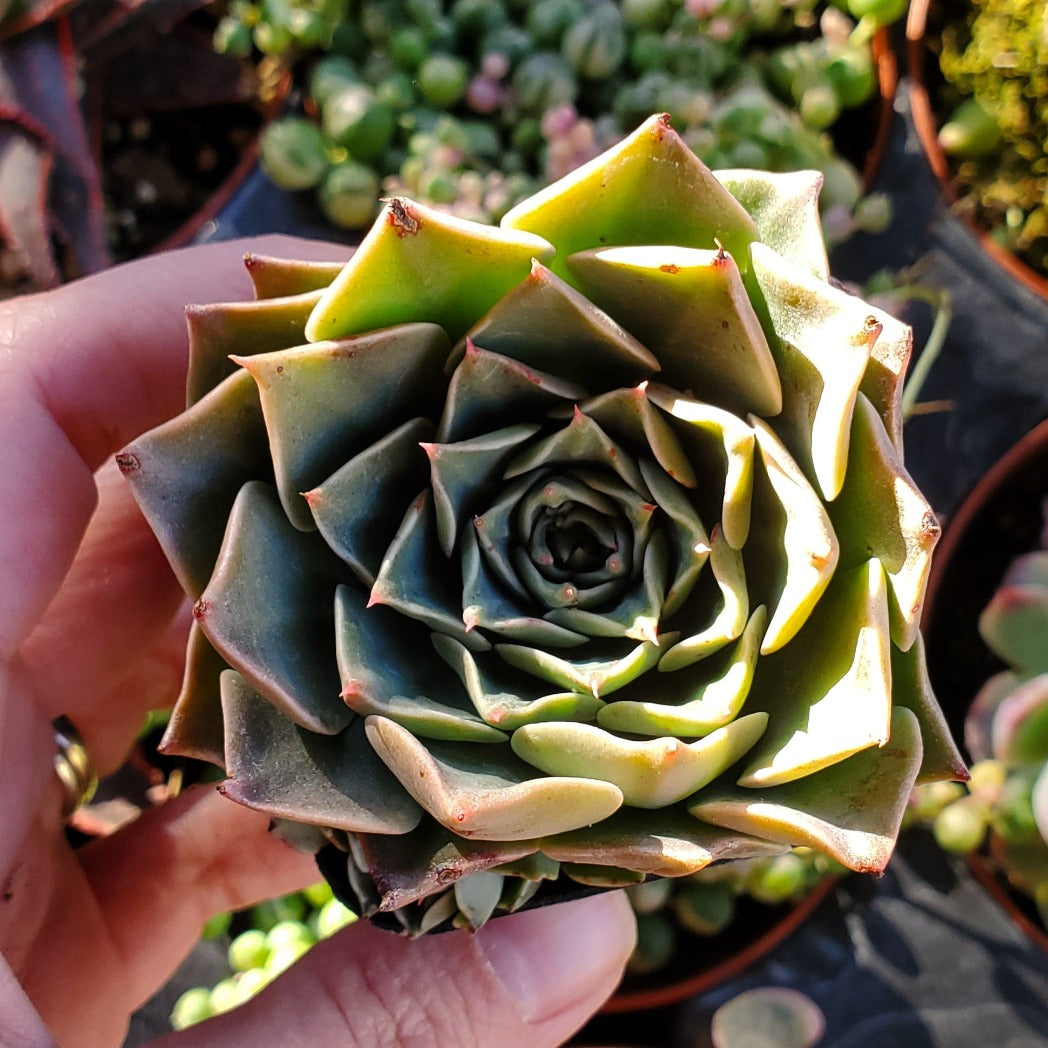 Tacipetalum 'Vega'