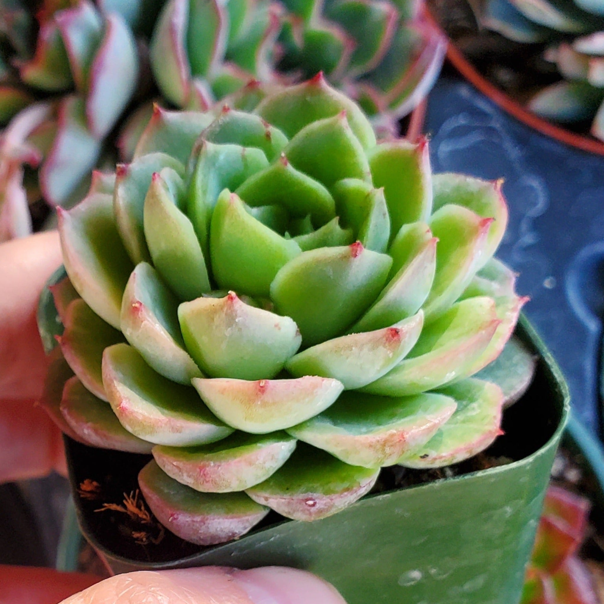 chilean succulents Echeveria 'Lime n' Chile'