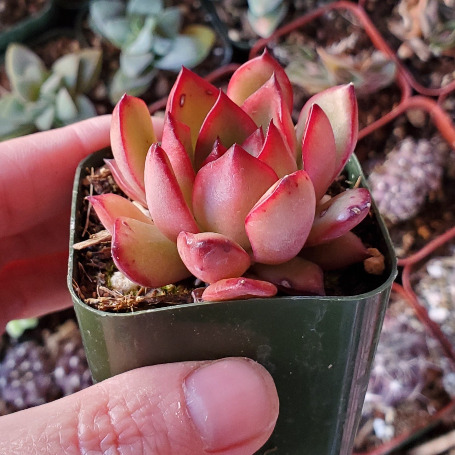 Echeveria 'Puli-lindsayana'