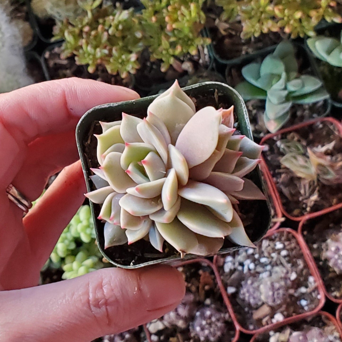 Echeveria 'Lola'