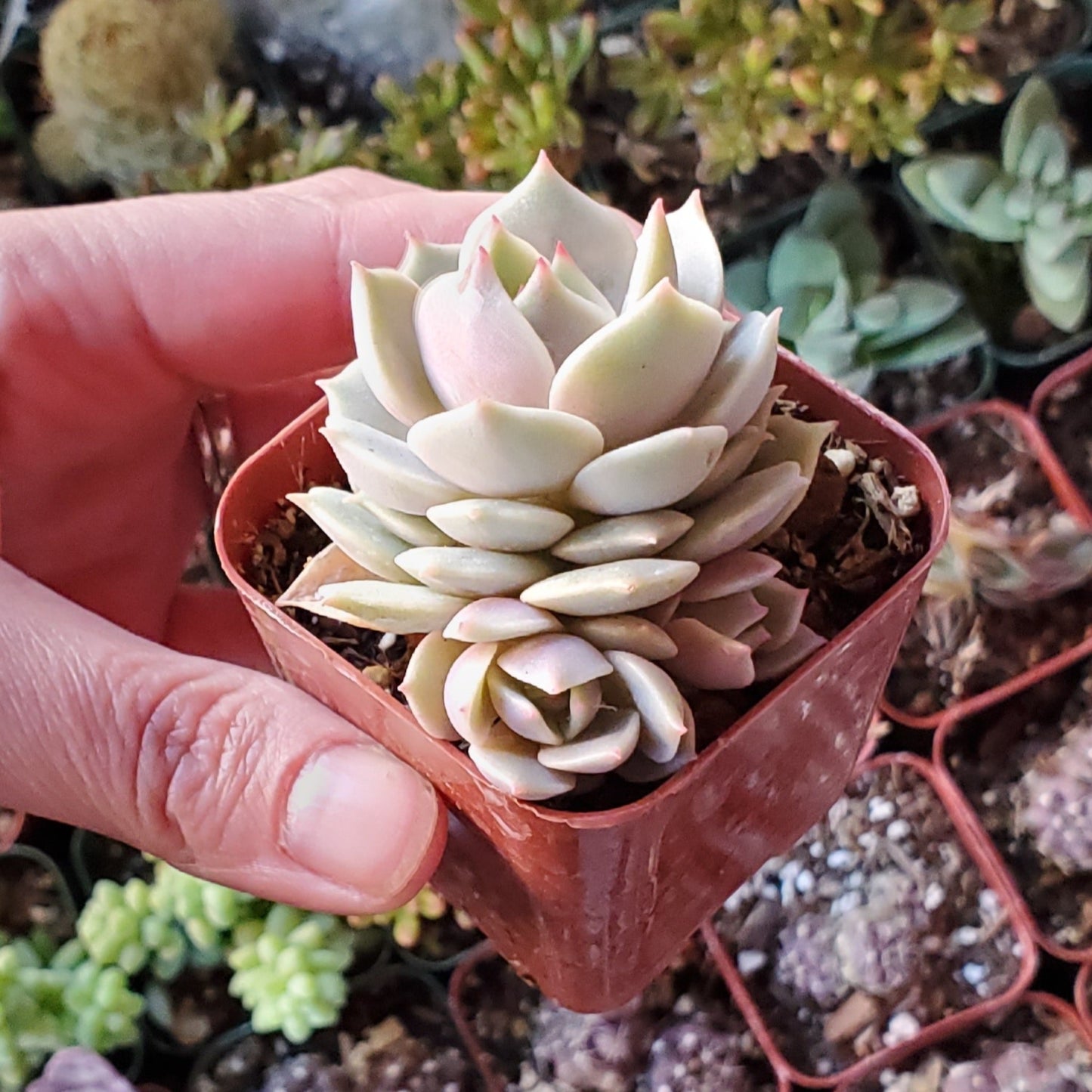Echeveria 'Lola'