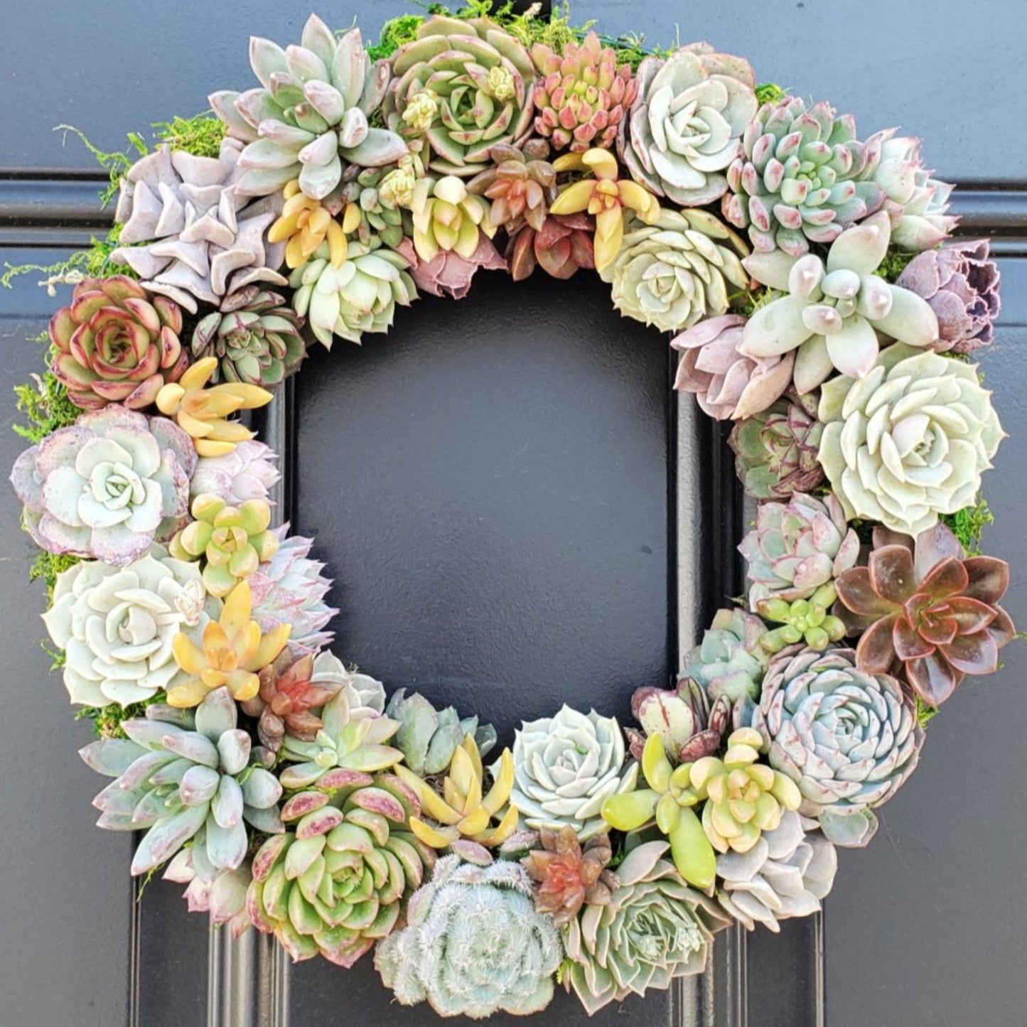 Holly Harvest Living Wreath