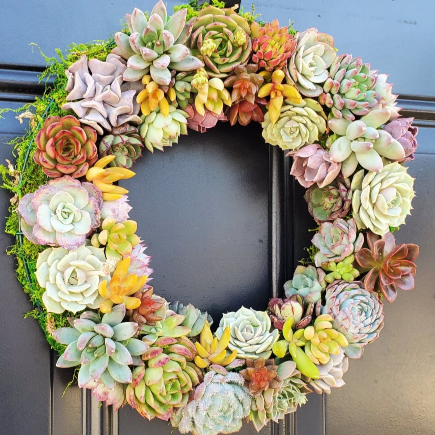 Holly Harvest Living Wreath