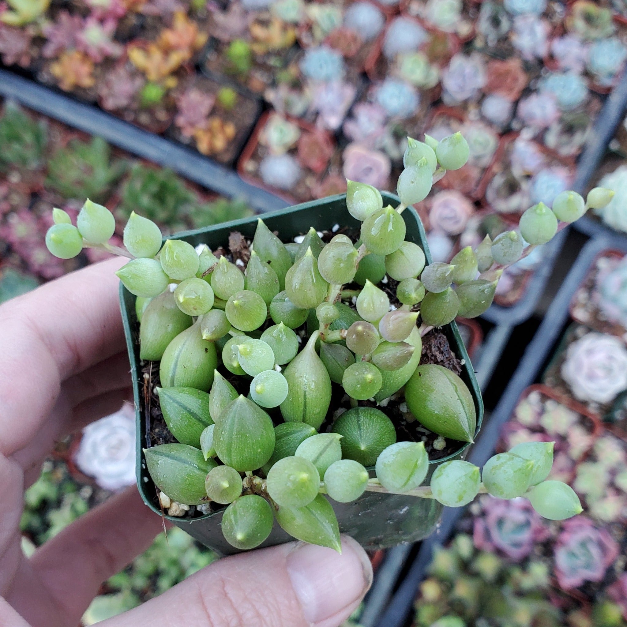 tears succulent Senecio herreanus 'String of Tears'