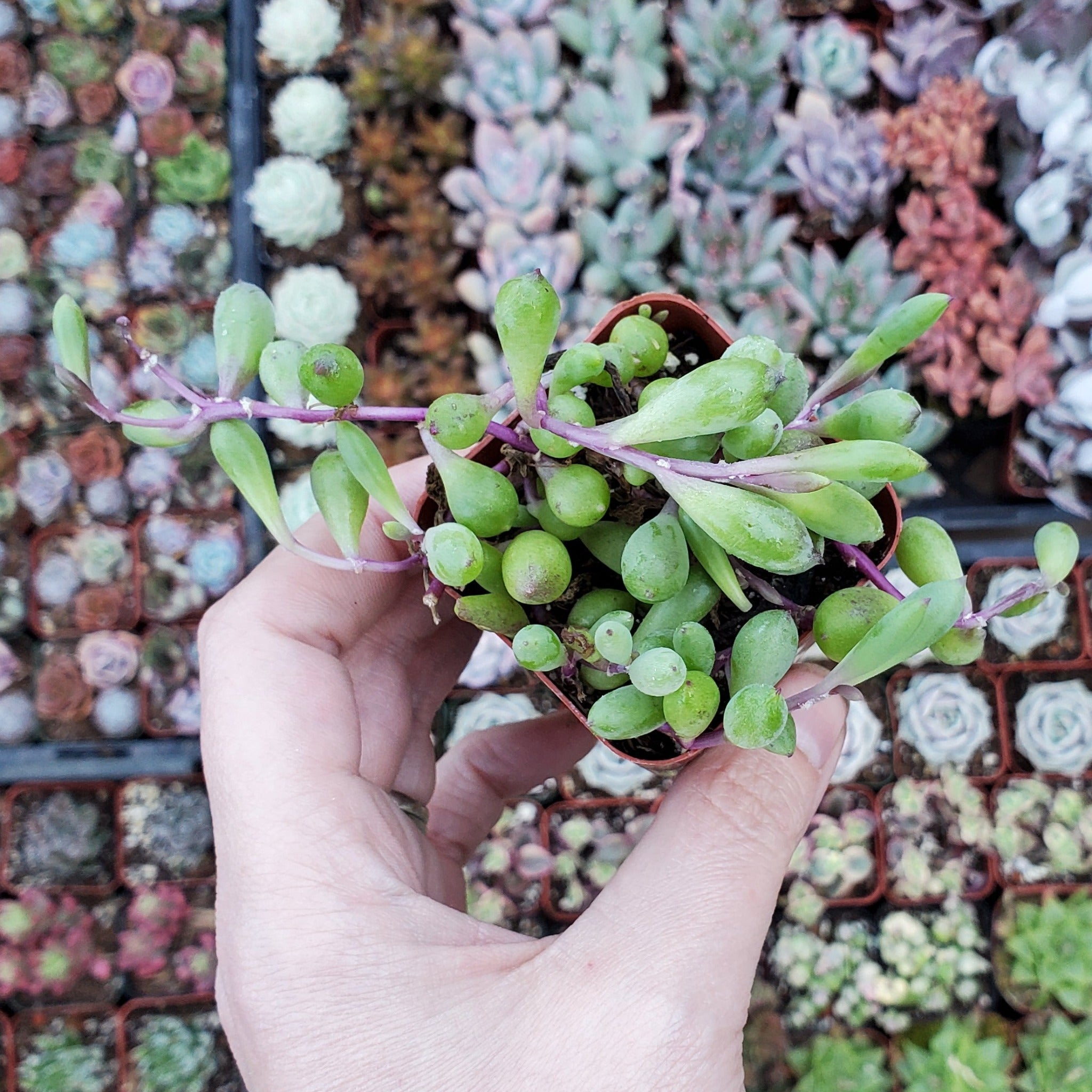 purple stem succulent Othonna capensis 'Ruby Necklace'