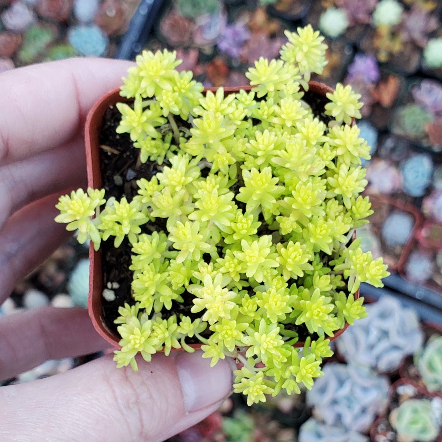 Sedum japonicum 'Golden Moss' or 'Tokyo Sun'