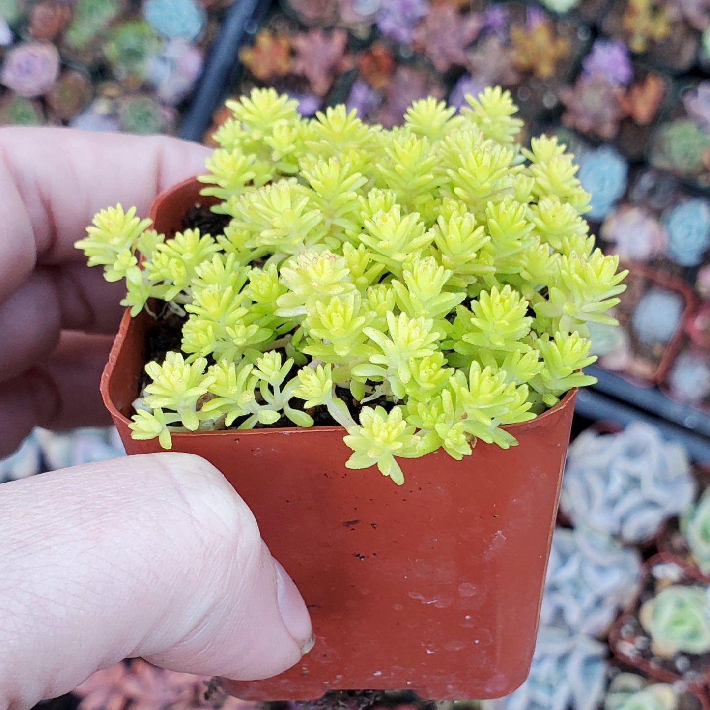 Sedum japonicum 'Golden Moss' or 'Tokyo Sun'