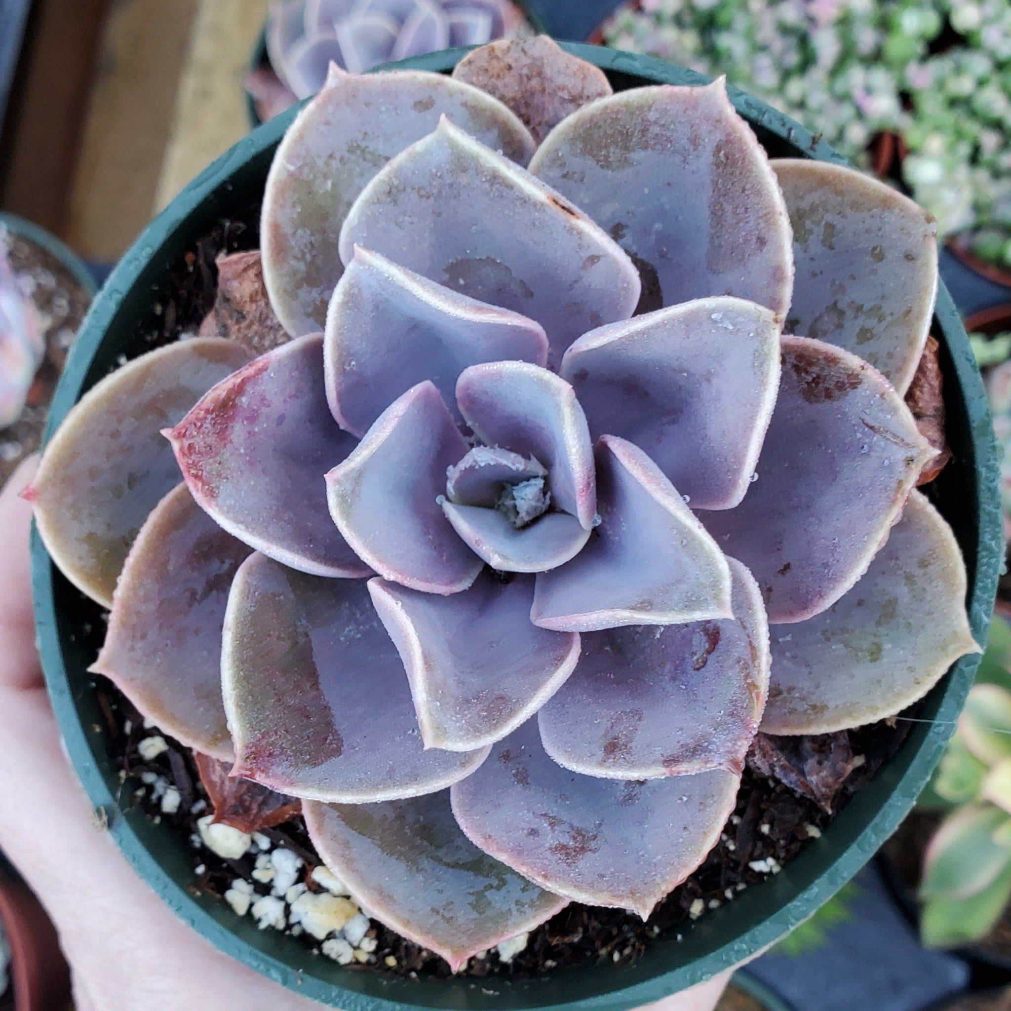 succulents purple Echeveria 'Purple Pearl'