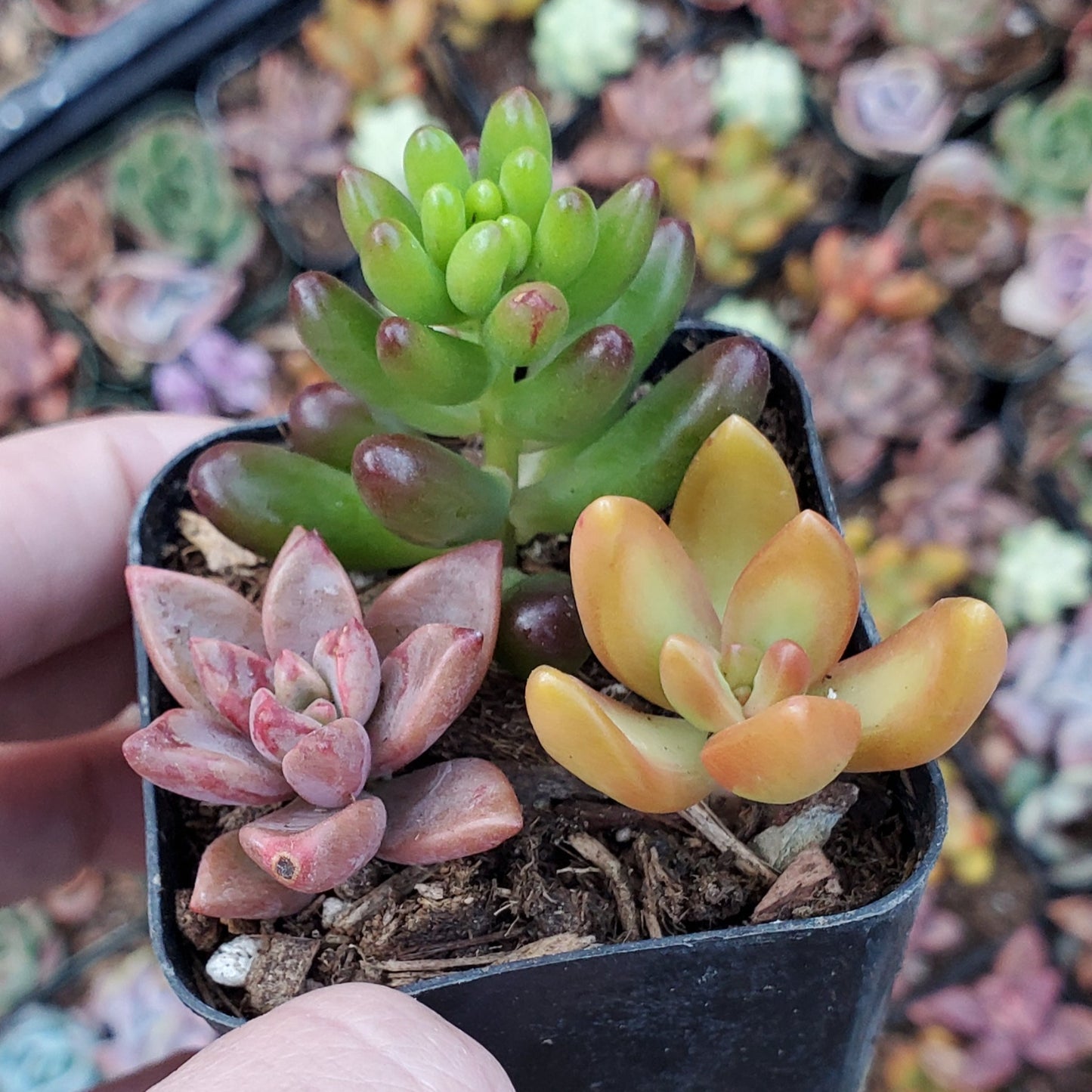 Sedum Mix (Orange, Red & Green)