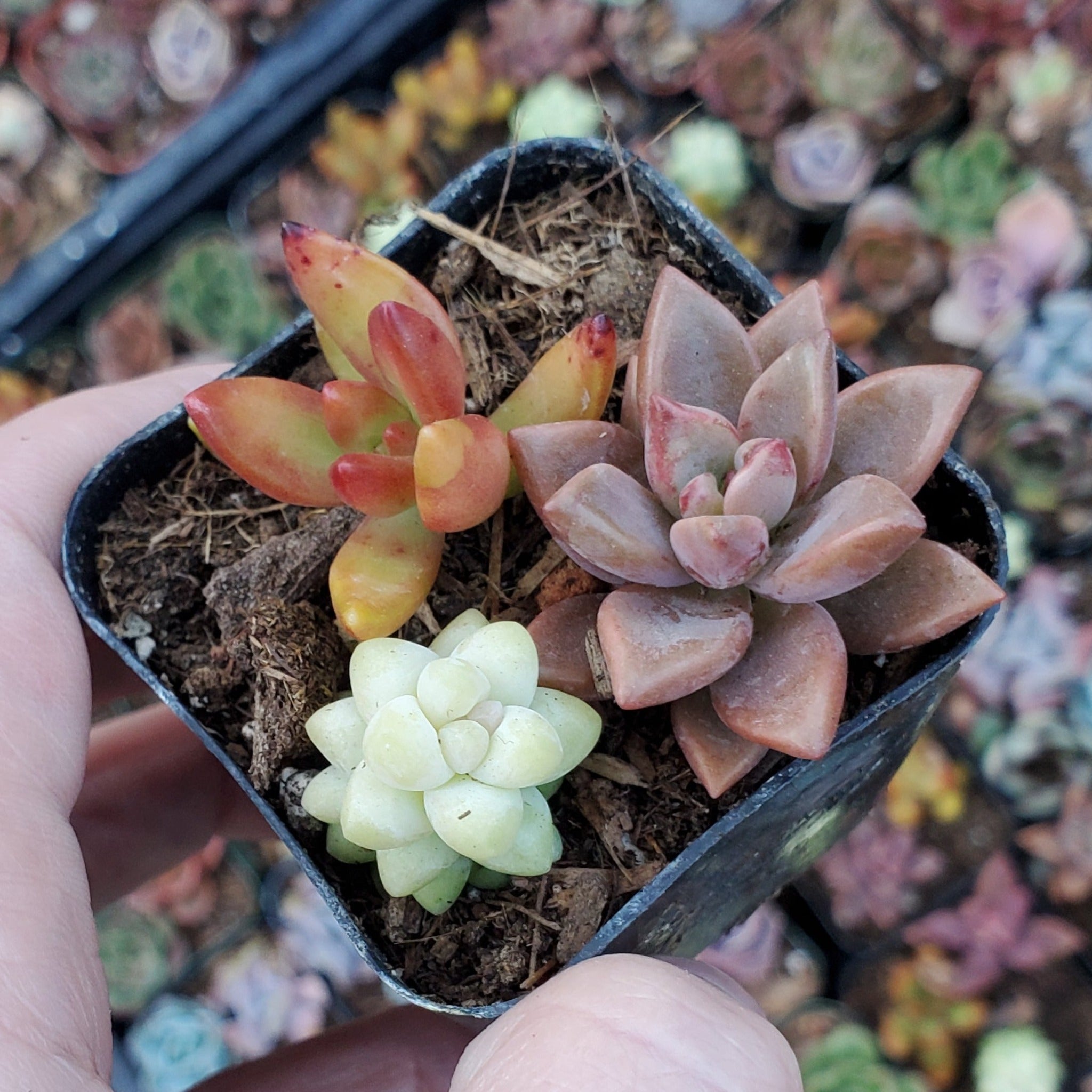 sedum potting mix Sedum Mix (Orange, Red & Yellow)