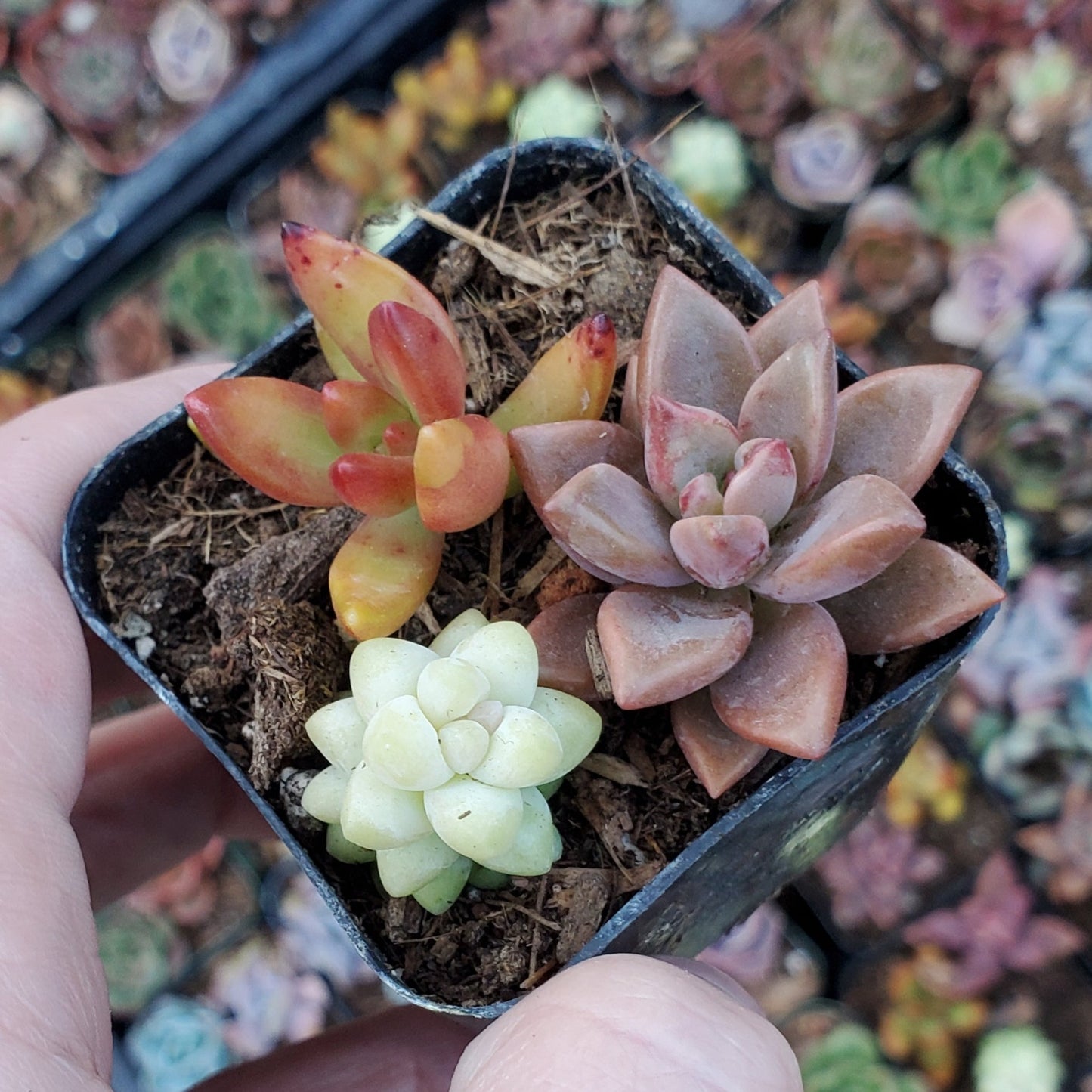 Sedum Mix (Orange, Red & Yellow)