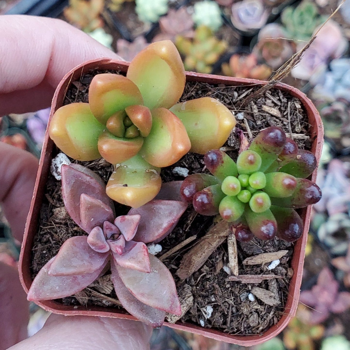 Sedum Mix (Orange, Red & Green)